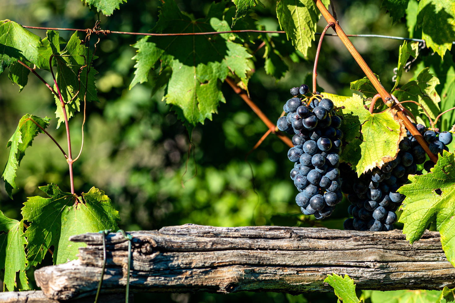 Refosco dal Peduncolo Rosso IGT Venezia Giulia